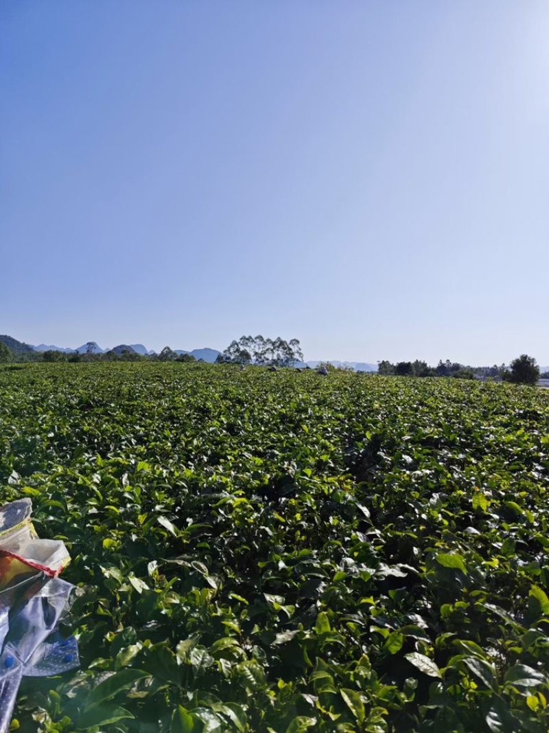 2023年英德红茶英红九号花果香红茶冬茶