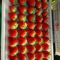 大量批发草莓，需要的货主及时