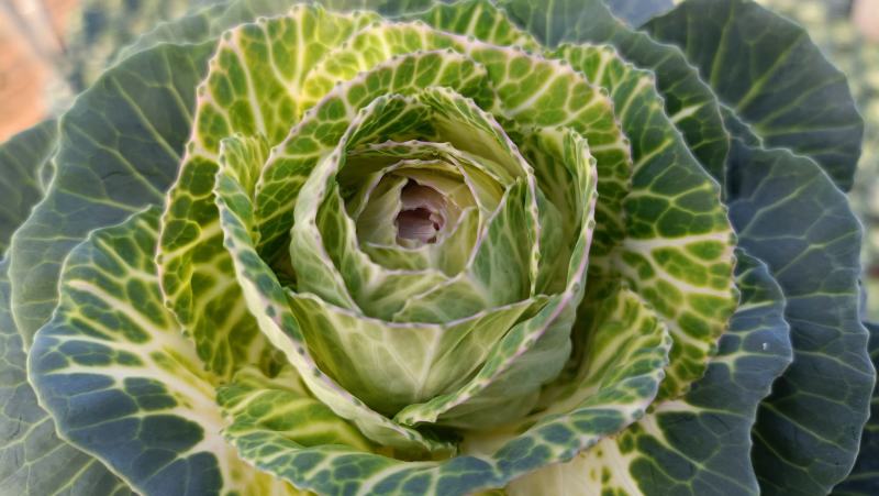 玫瑰甘蓝盆栽叶色艳丽棵型美观冬季观赏花卉坤盛基地