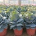 玫瑰甘蓝盆栽叶色艳丽棵型美观冬季观赏花卉坤盛基地