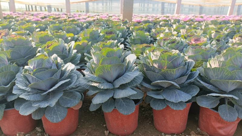 玫瑰甘蓝盆栽叶色艳丽棵型美观冬季观赏花卉坤盛基地