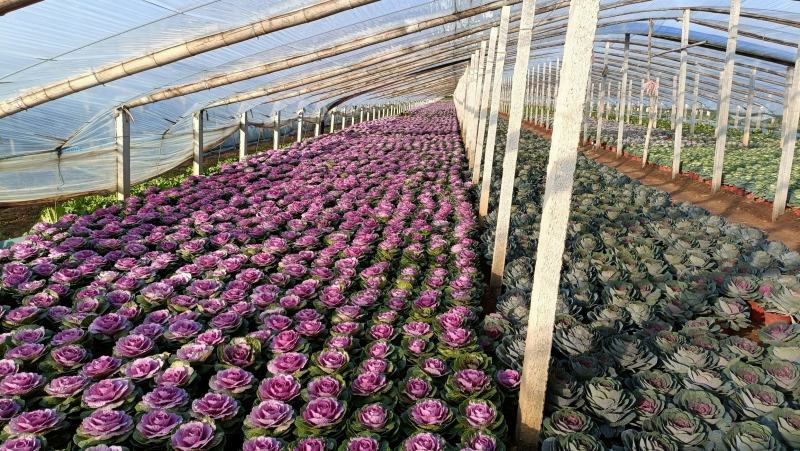 玫瑰甘蓝盆栽叶色艳丽棵型美观冬季观赏花卉坤盛基地