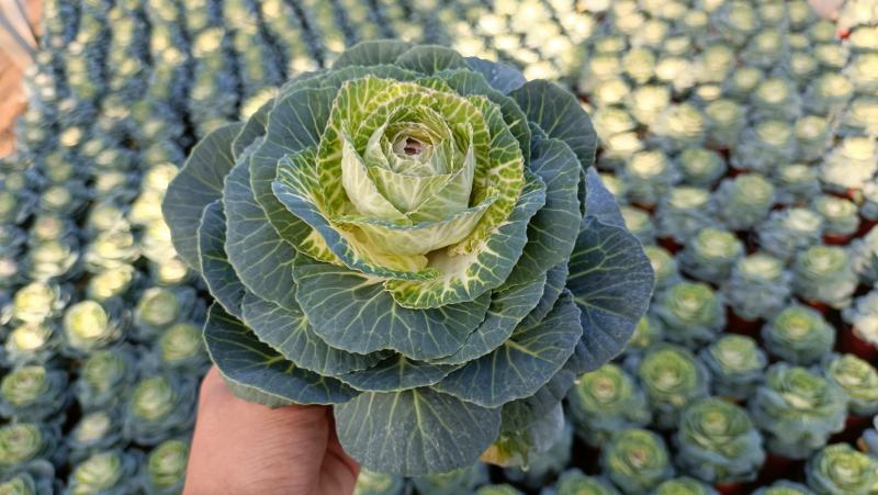 玫瑰甘蓝盆栽叶色艳丽棵型美观冬季观赏花卉坤盛基地