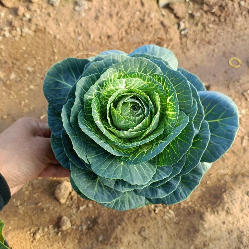 玫瑰甘蓝盆栽叶色艳丽棵型美观冬季观赏花卉坤盛基地