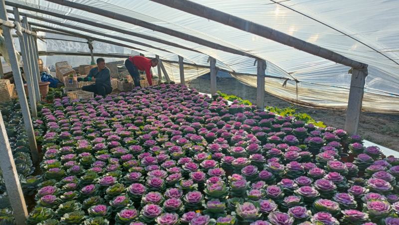 玫瑰甘蓝盆栽叶色艳丽棵型美观冬季观赏花卉坤盛基地