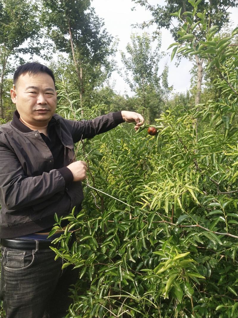 蟠枣树苗，蟠枣品种，蟠枣苗枣树苗木新品种当年种植当年结果