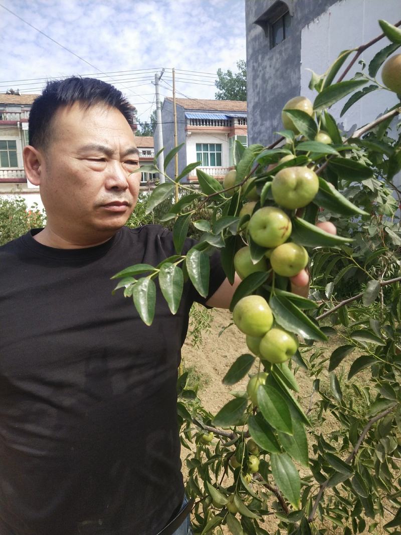 蟠枣树苗，蟠枣品种，蟠枣苗枣树苗木新品种当年种植当年结果