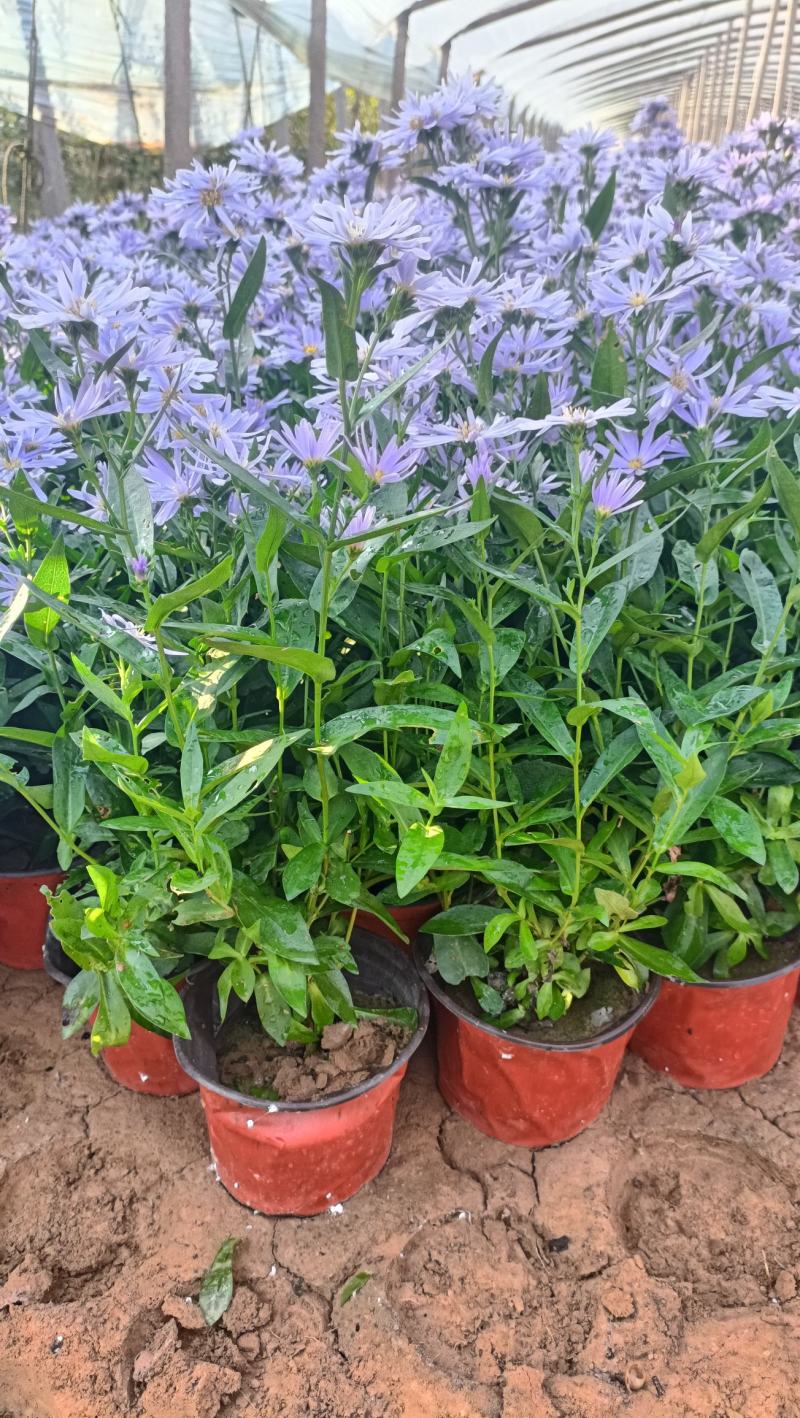 紫菀盆栽花卉，高山紫菀苗蓝花荷兰菊批发