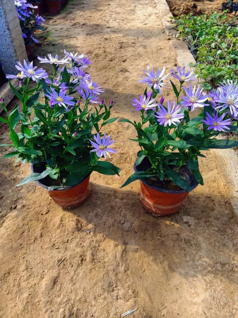 紫菀盆栽花卉，高山紫菀苗蓝花荷兰菊批发