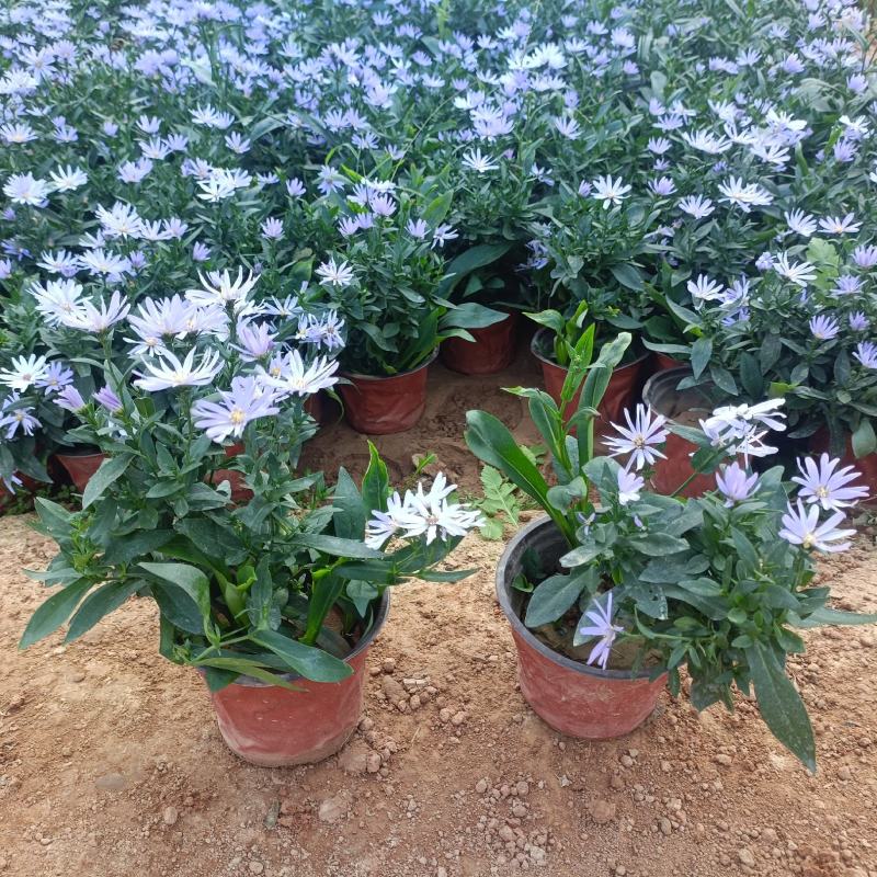 紫菀盆栽花卉，高山紫菀苗蓝花荷兰菊批发