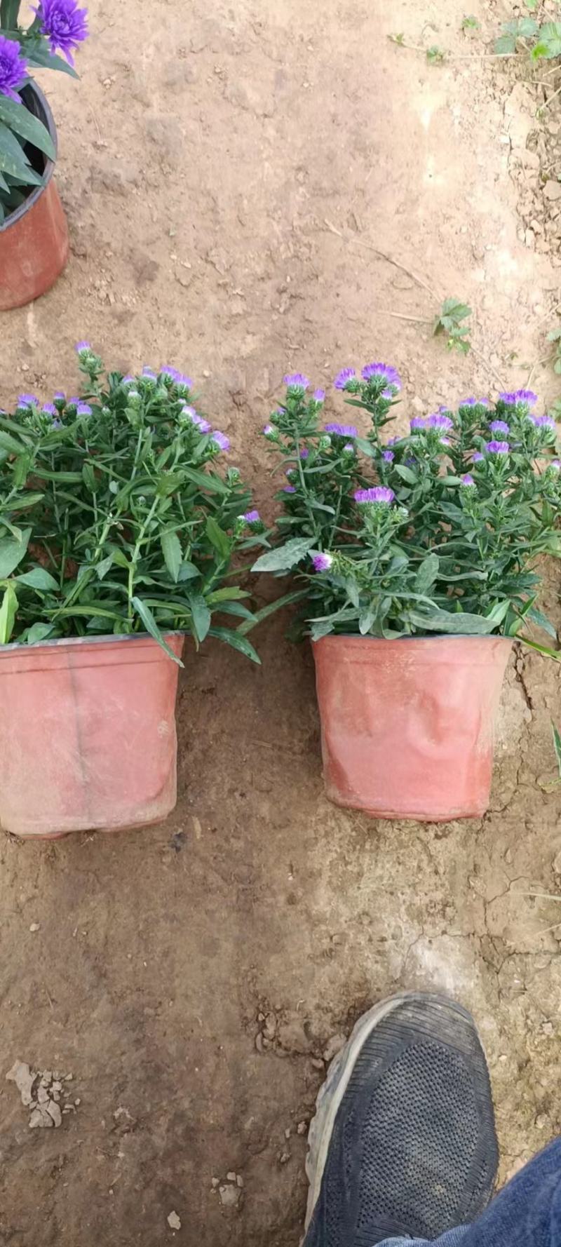 紫菀盆栽花卉，高山紫菀苗蓝花荷兰菊批发