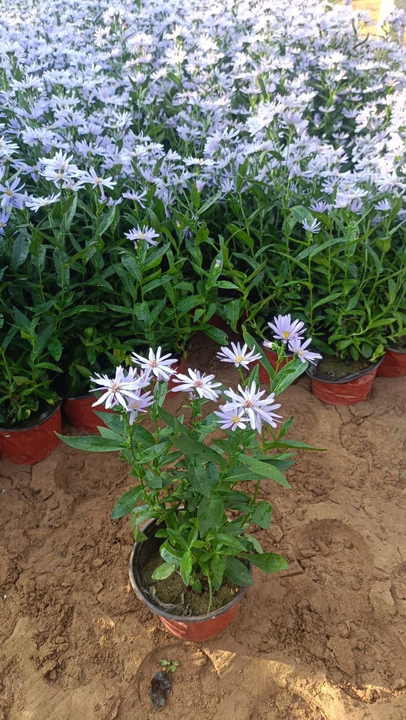 紫菀盆栽花卉，高山紫菀苗蓝花荷兰菊批发