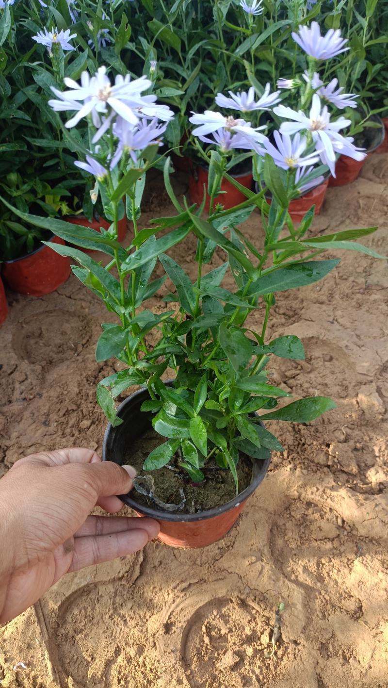 紫菀盆栽花卉，高山紫菀苗蓝花荷兰菊批发