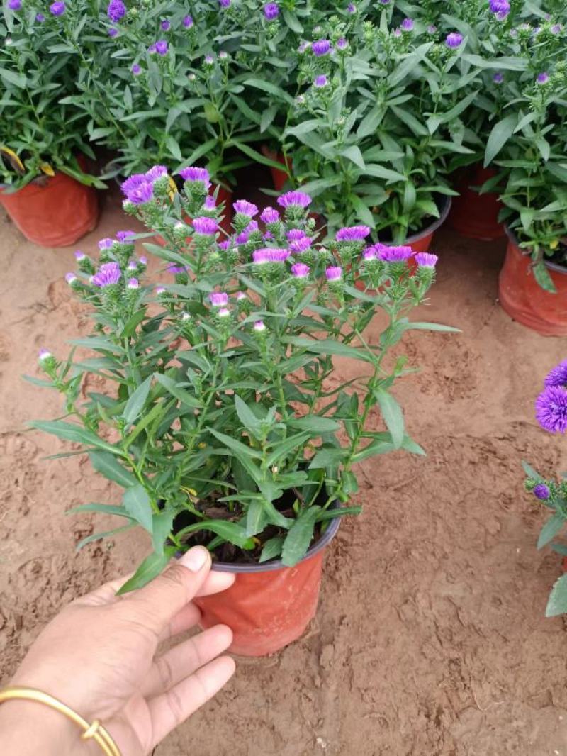 紫菀盆栽花卉，高山紫菀苗蓝花荷兰菊批发
