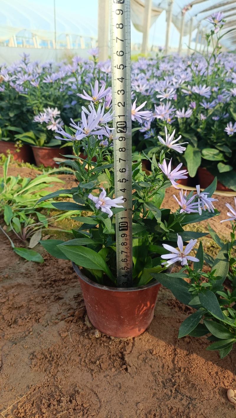 紫菀盆栽花卉，高山紫菀苗蓝花荷兰菊批发