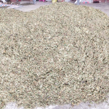 大量贵州本地金银花通货