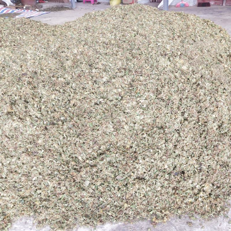 大量贵州本地金银花通货