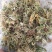 大量贵州本地金银花通货