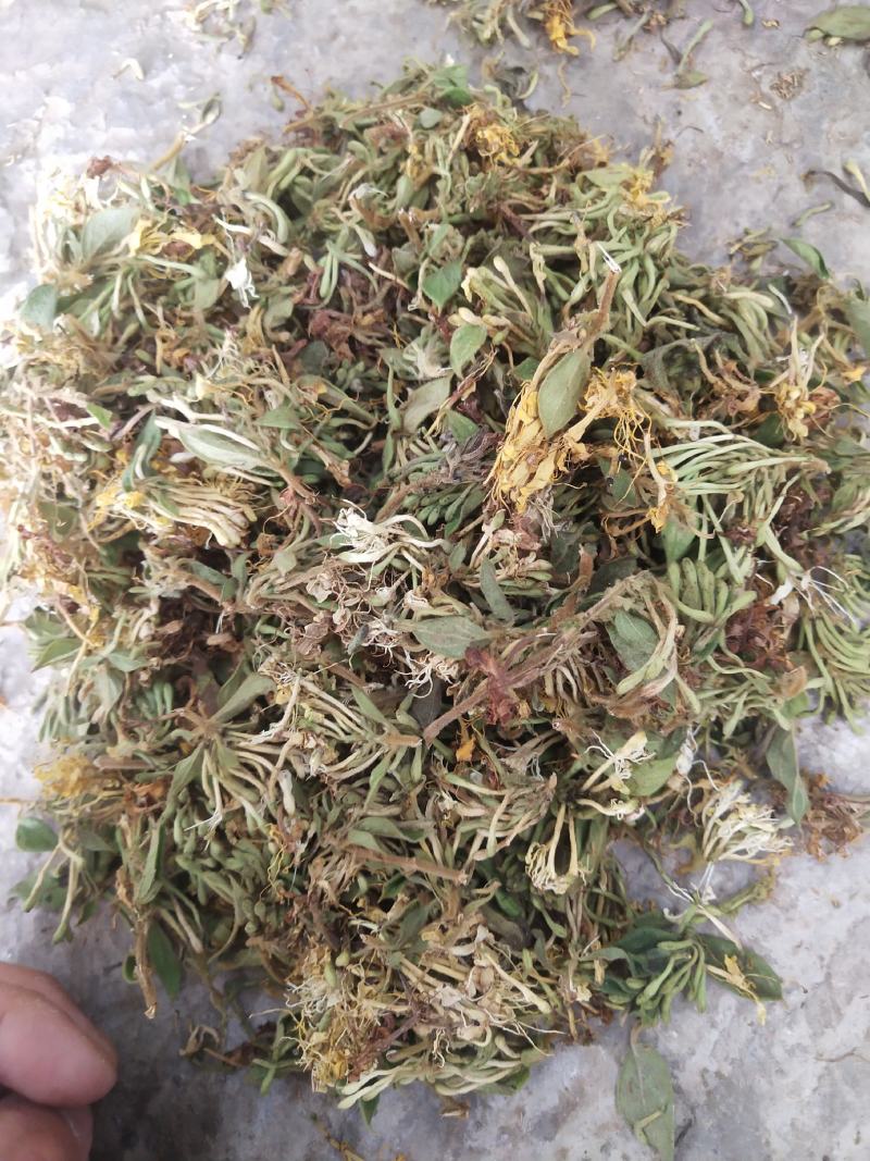 大量贵州本地金银花通货