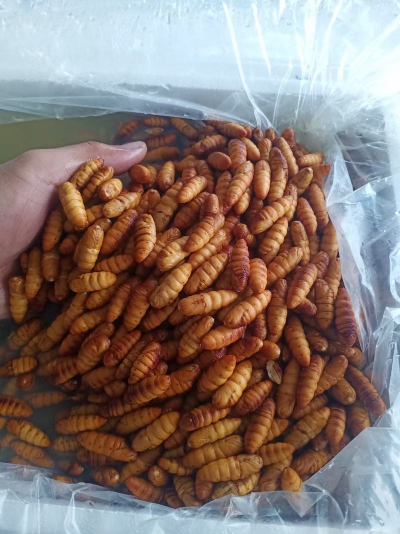 鲜蚕蛹金丝蚕蛹干蛹茧蛹常年批发零售