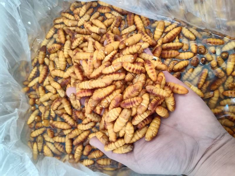 鲜蚕蛹金丝蚕蛹干蛹茧蛹常年批发零售
