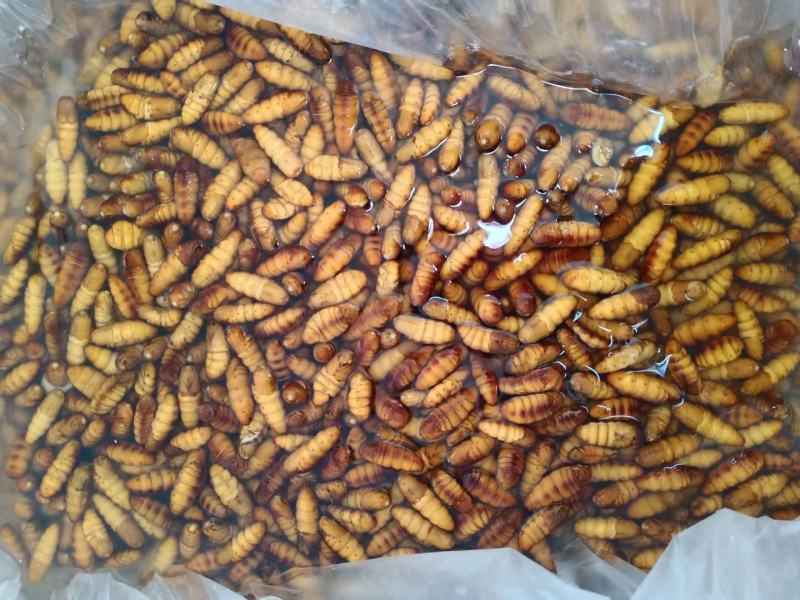 鲜蚕蛹金丝蚕蛹干蛹茧蛹常年批发零售