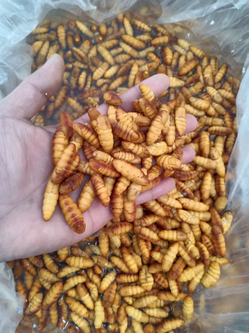 鲜蚕蛹金丝蚕蛹干蛹茧蛹常年批发零售