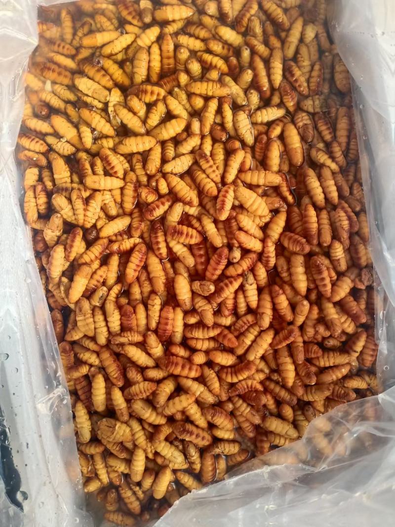 鲜蚕蛹金丝蚕蛹干蛹茧蛹常年批发零售