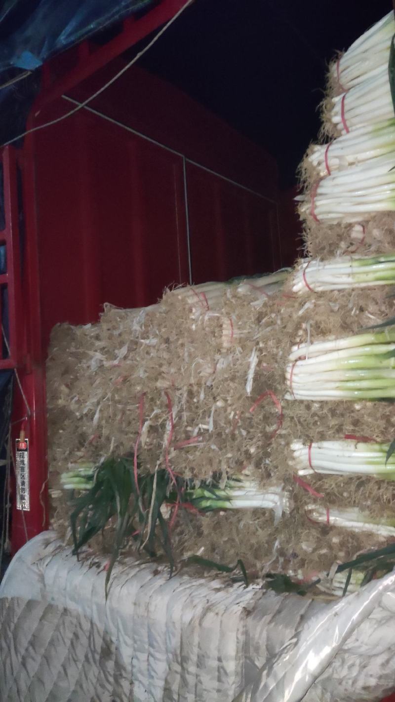 铁杆刚葱，净葱精品包装