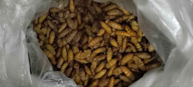 C级金丝蚕蛹干蛹茧蛹鲜蚕蛹常年批发零售黑头无味