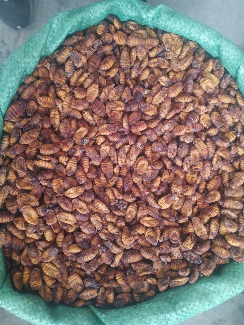 干蛹金丝蚕蛹鲜蚕蛹茧蛹山东批发零售