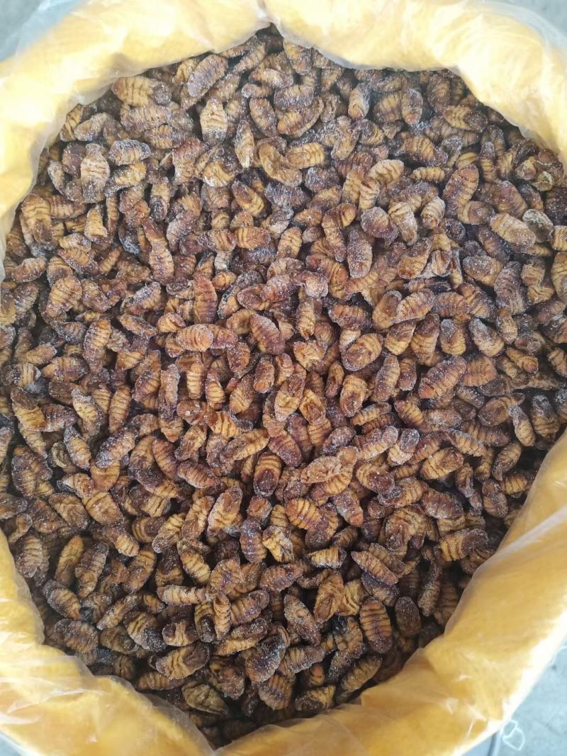 干蛹金丝蚕蛹鲜蚕蛹茧蛹山东批发零售
