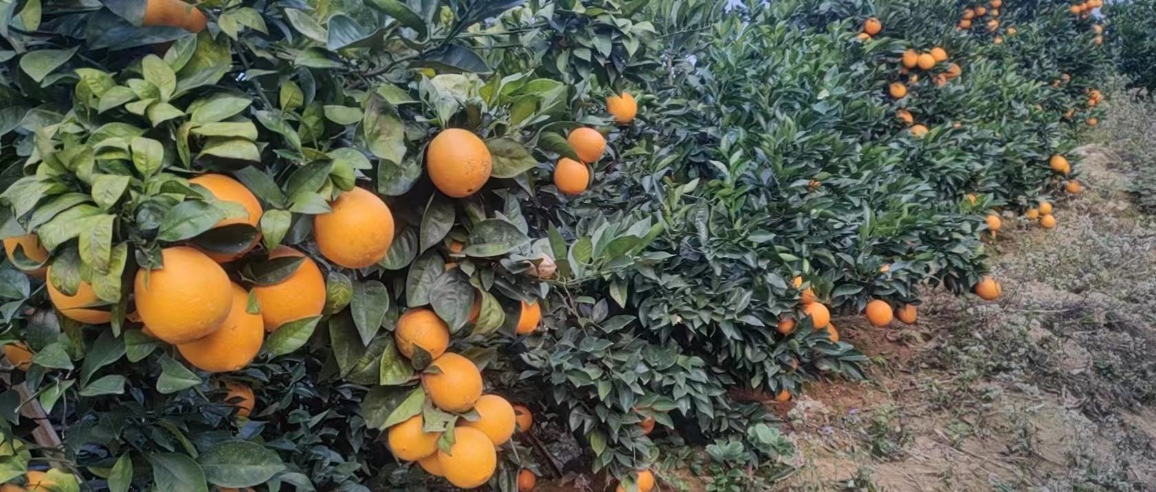 卡拉卡拉红肉脐橙采摘现场