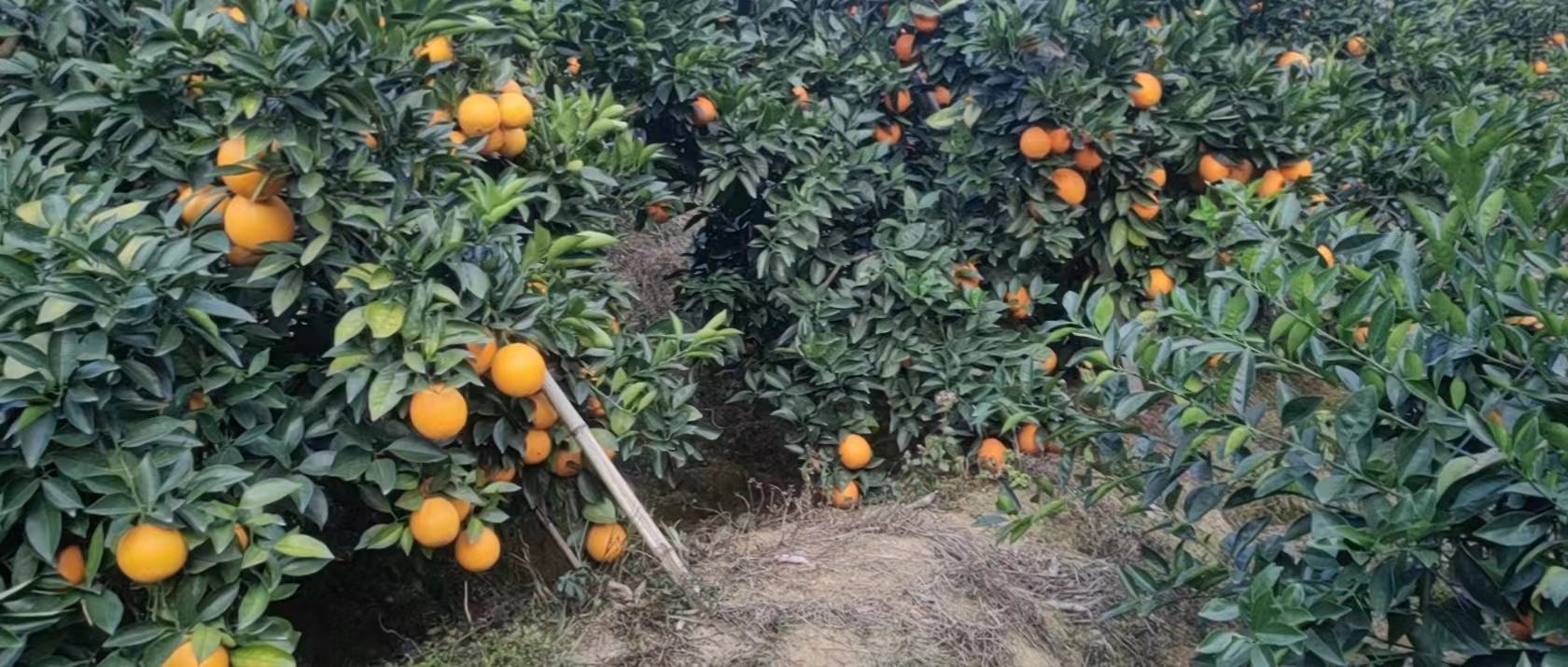 红心脐橙果园实景图,展示成熟果实挂满枝头的景象 红心脐橙果园实景图