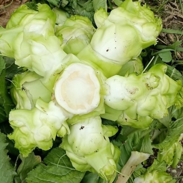儿菜，成都儿菜，质优量大，发货速度，全国走货，产地直销