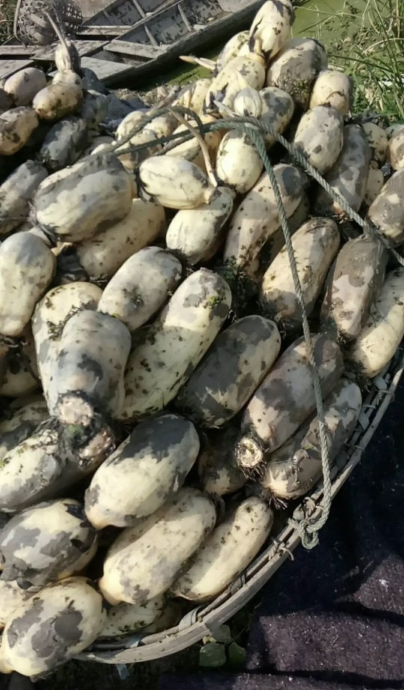 洪湖莲藕新35莲藕大量上市量大从优皮色白