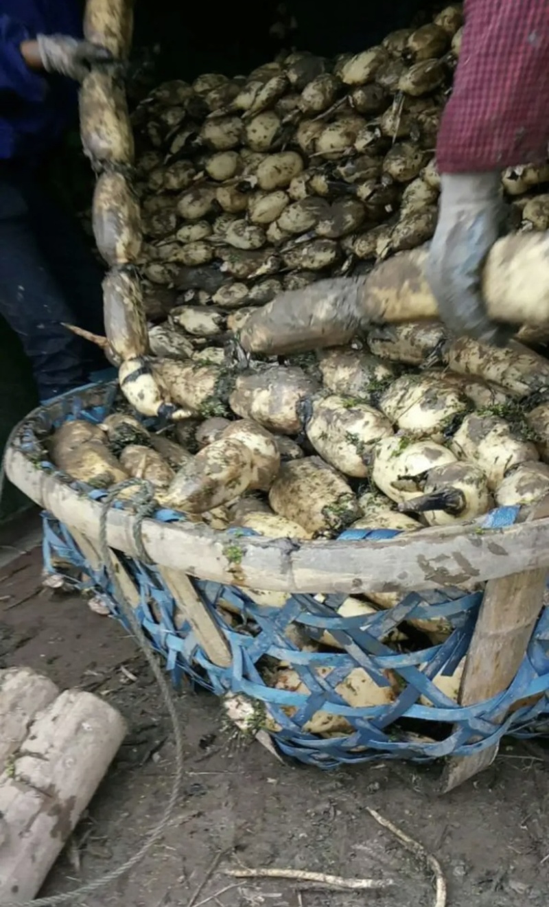 洪湖莲藕新35莲藕大量上市量大从优皮色白