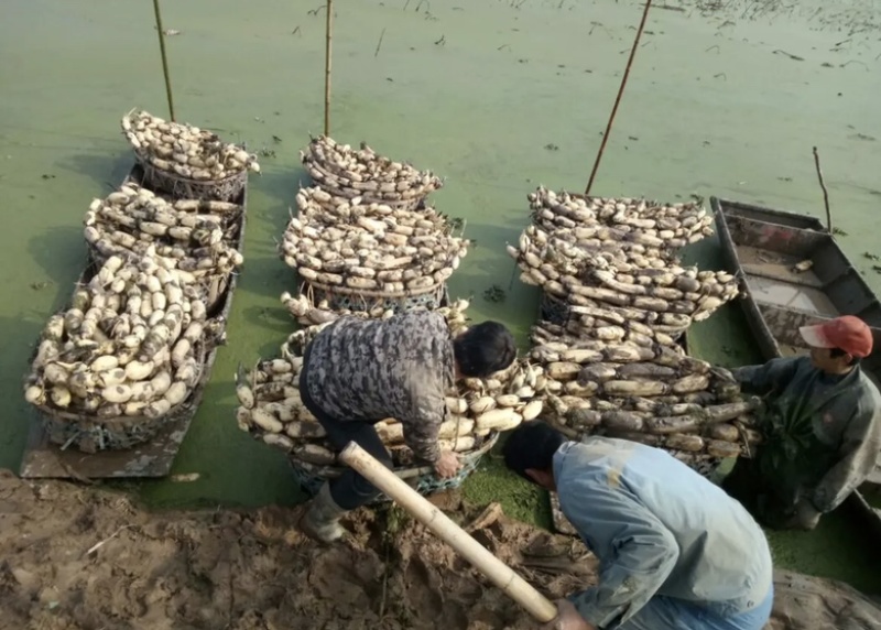 洪湖莲藕新35莲藕大量上市量大从优皮色白