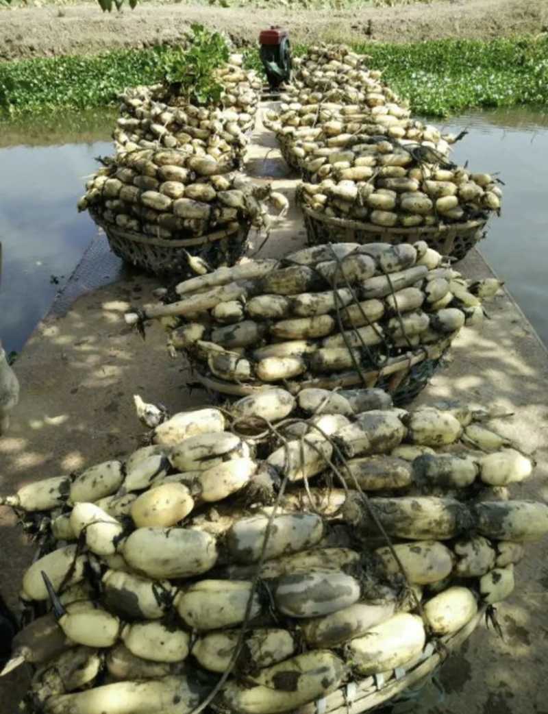 洪湖莲藕新35莲藕大量上市量大从优皮色白