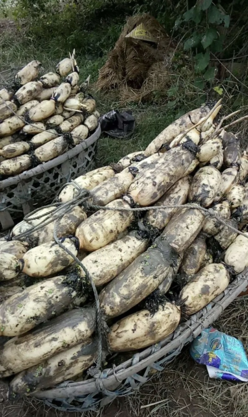 洪湖莲藕新35莲藕大量上市量大从优皮色白
