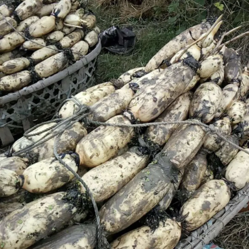 新35莲藕洪湖莲藕量大从优产地直发货品质量有保障