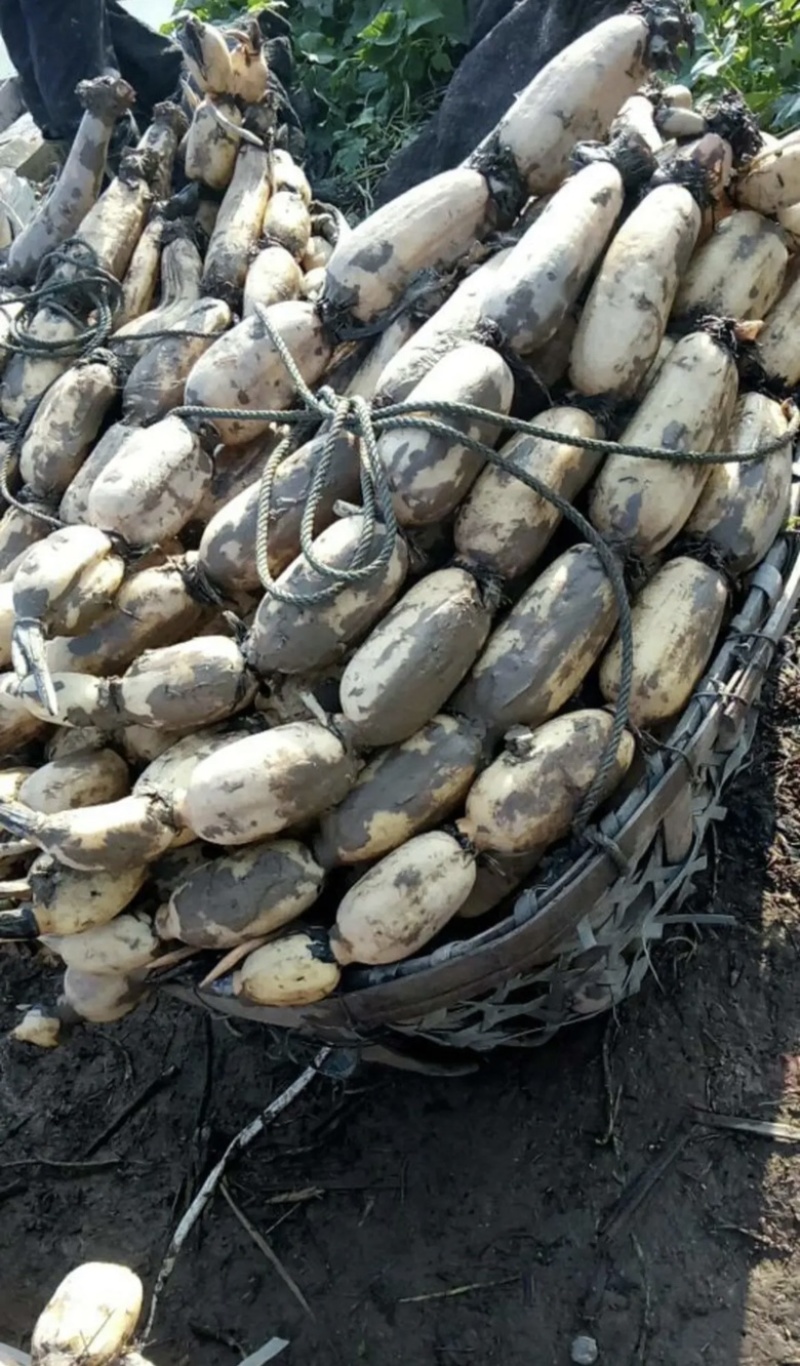 新35莲藕洪湖莲藕量大从优产地直发货品质量有保障