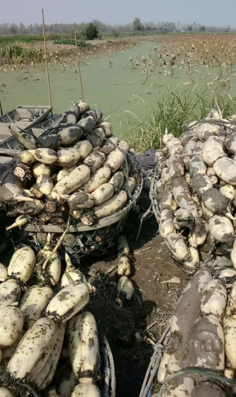 新35莲藕洪湖莲藕量大从优产地直发货品质量有保障