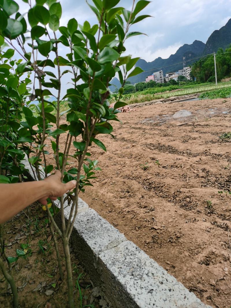 茶花树苗，可带土球，长期供应