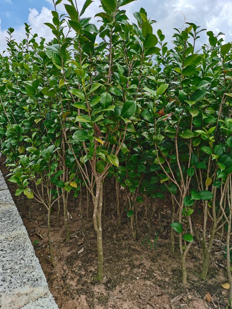 茶花树苗，可带土球，长期供应
