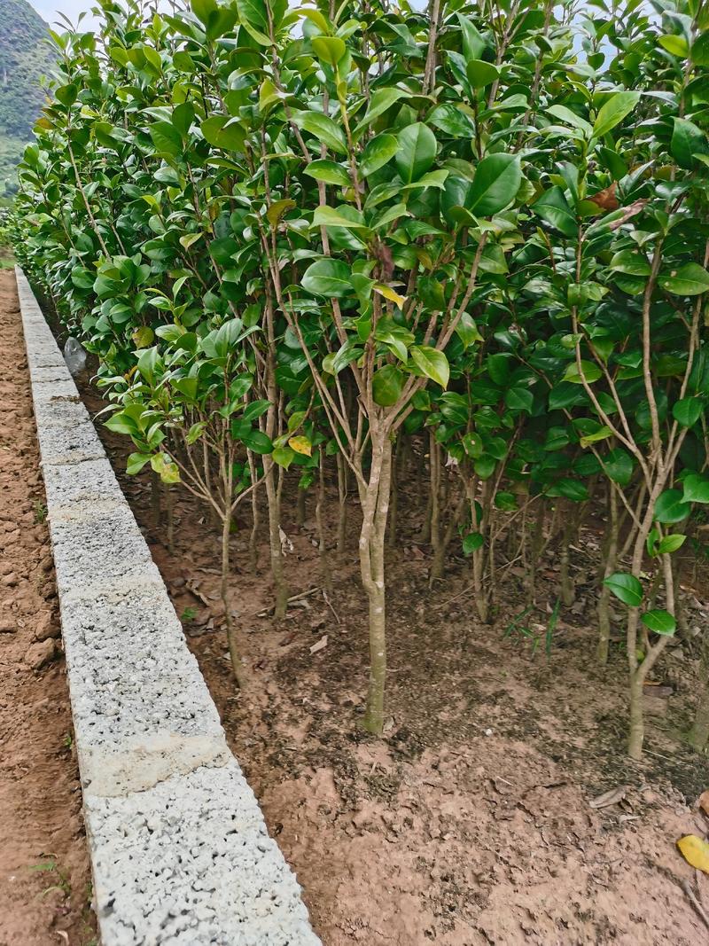 茶花树苗，可带土球，长期供应