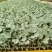 优质精品青花苗大量上市质量保证欢迎下单咨询