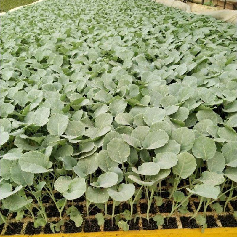优质精品青花苗大量上市质量保证欢迎下单咨询