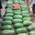 绿裳628西瓜种子进口品种6Kg皮坚韧果实饱满经济效益高