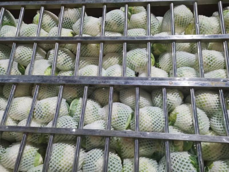 菜花，精品实花紧花！量大，支持各种车型！欢迎来电咨询